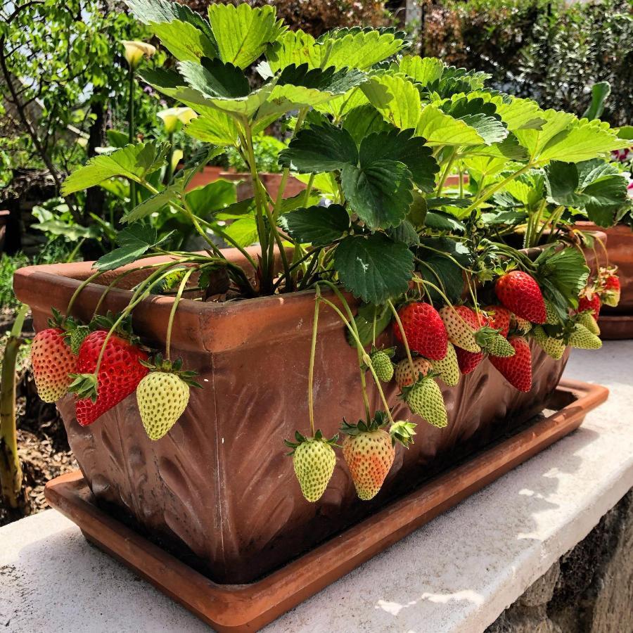 Lauricella Bed And Breakfast Lipari  Exterior foto